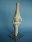 Articulation du genou gauche 40-1020B