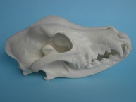 Grand crâne de chien