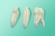 Modèle de la mâchoire pour les fantômes avec trois dents 10-3050